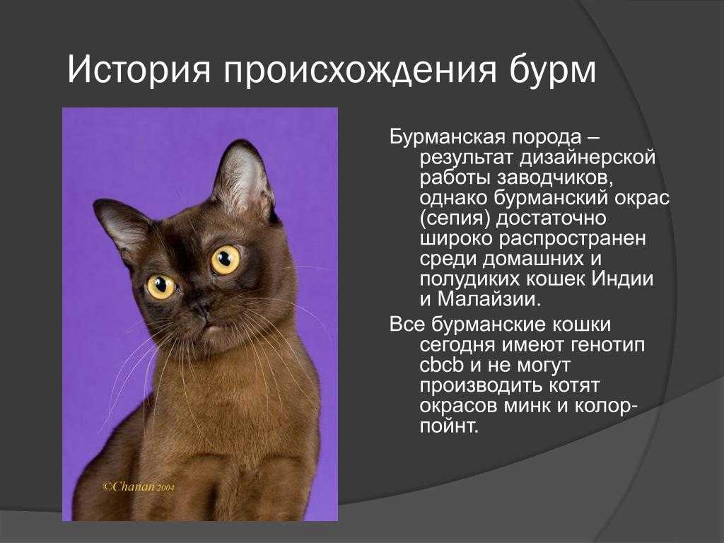 К какой породе относятся дворовые кошки, есть ли у нее название, или они все беспородные: фото и описание уличных котов
