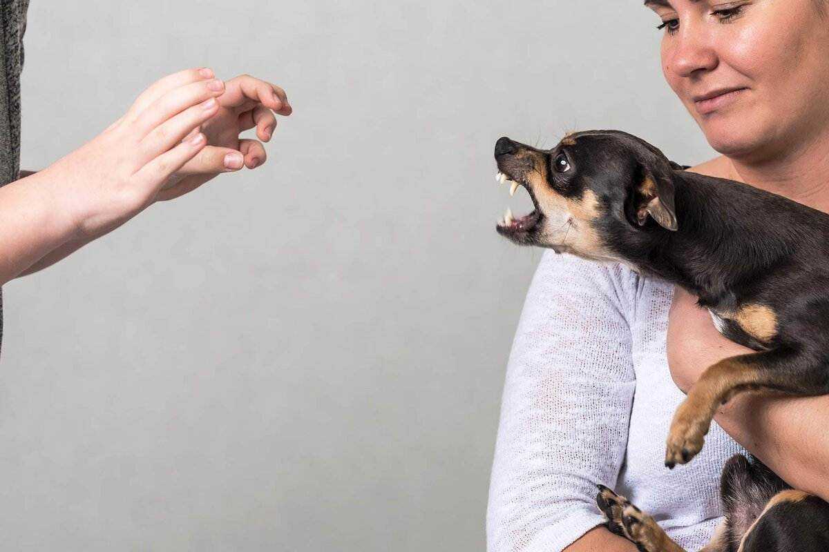 Как отучить собаку кусаться: главные основы воспитания