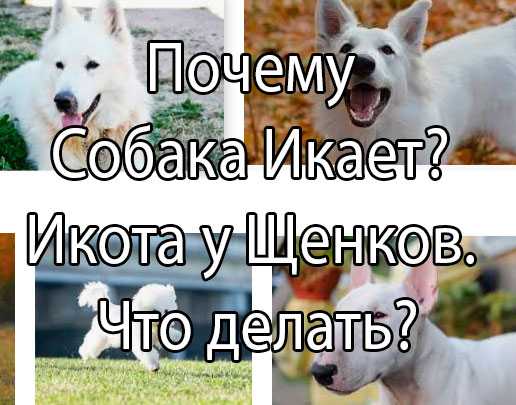 Почему щенок часто икает: причины и что делать | звери дома