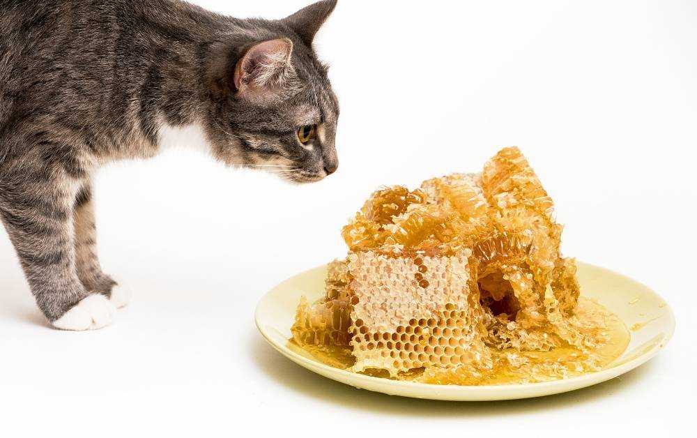Всё о кошках