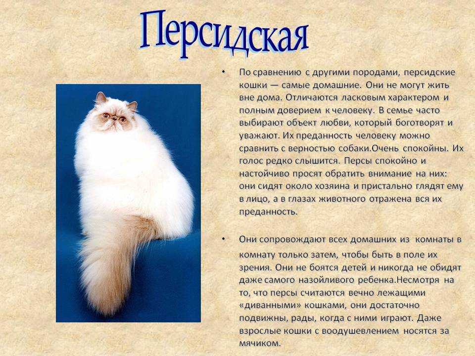 Персидская кошка: описание породы, особенности, характер и уход