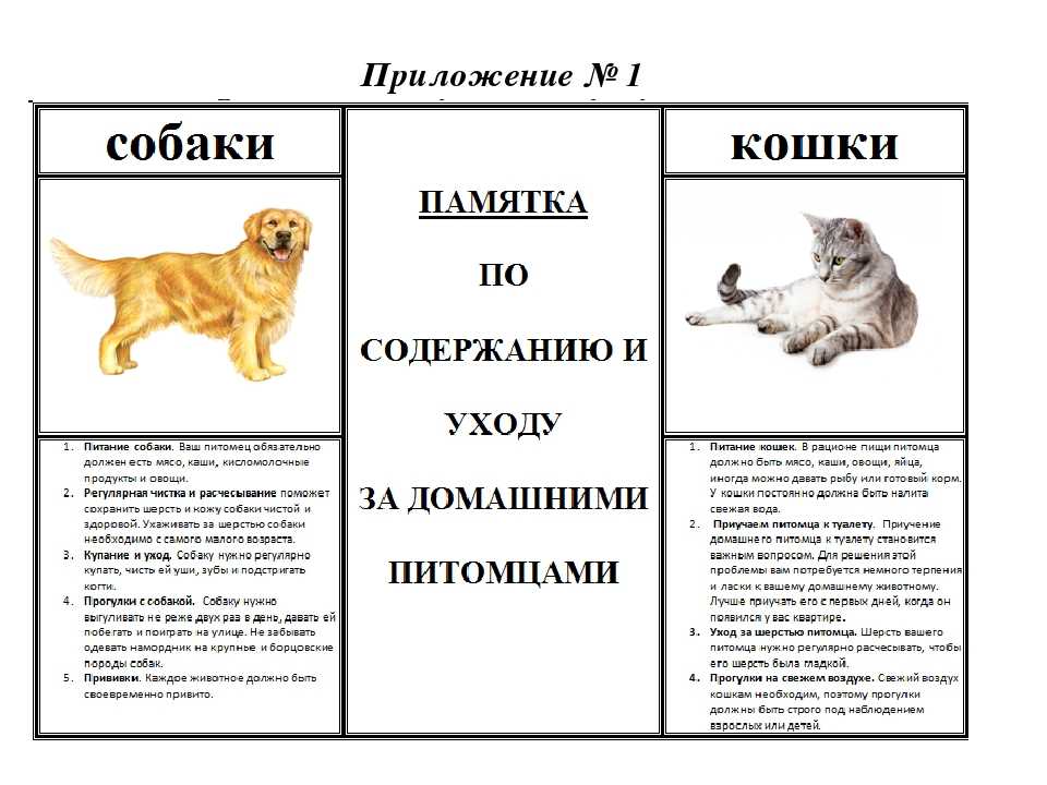 Слепота у собак – причины и проявления