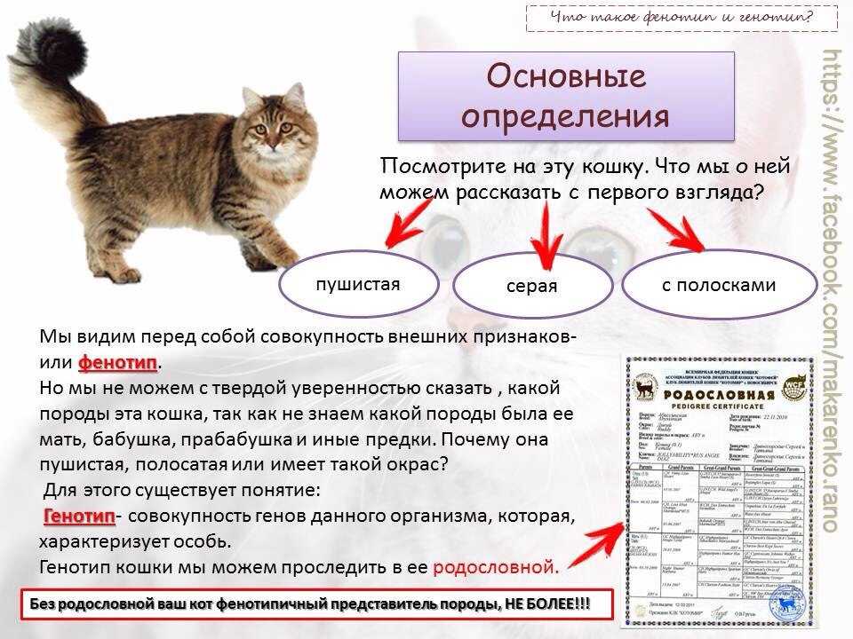 Как выбрать шотландского котенка правильно?