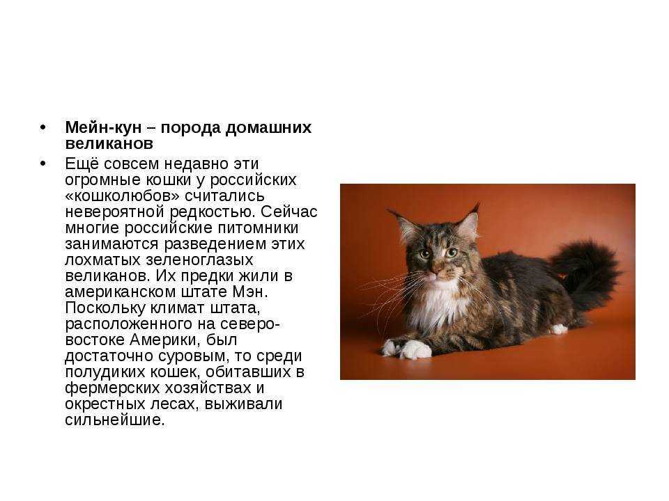 Мейн-кун - фото, сколько стоит, описание породы, характер, повадки