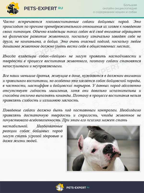 Бойцовские породы собак. описания, названия и виды бойцовских собак | живность.ру