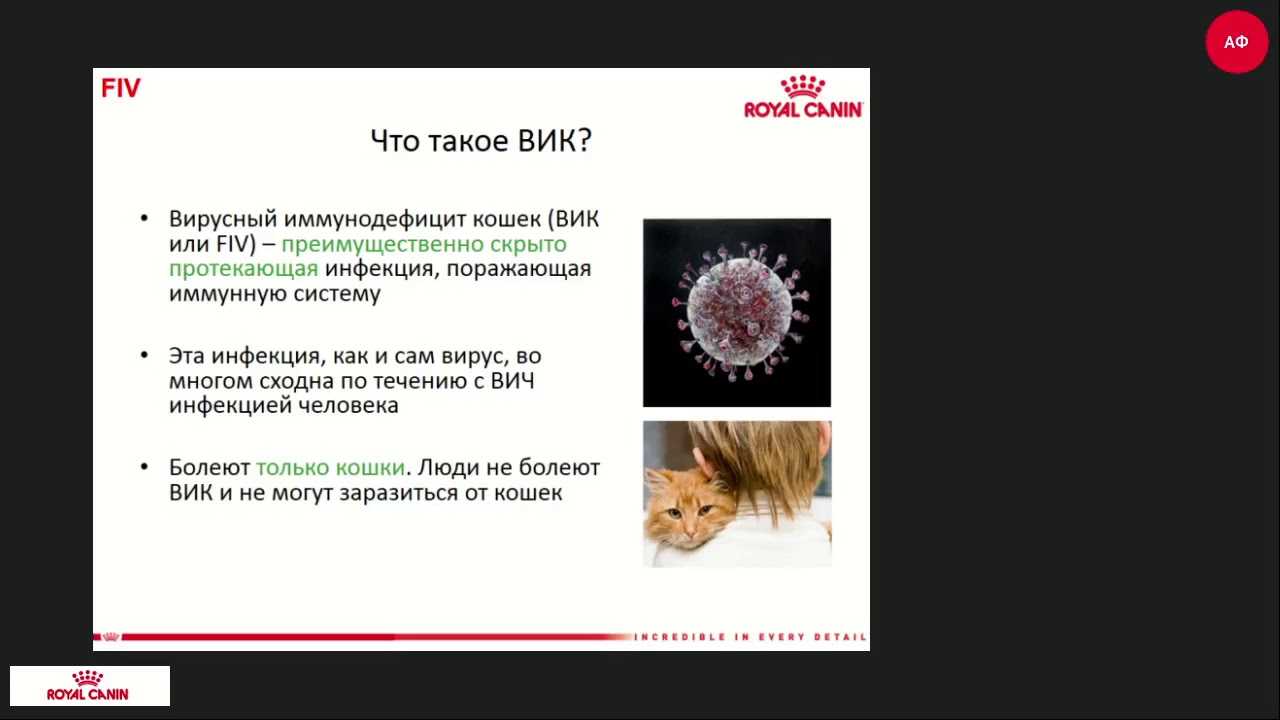 Что собой представляет лейкоз у кошек должен знать любой владелец