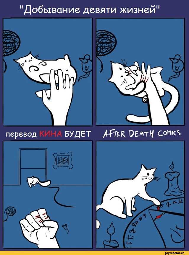 Почему у кошки 9 жизней: как родился этот миф