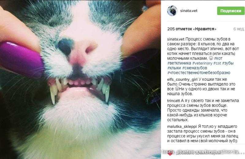 Болезни зубов у кошек