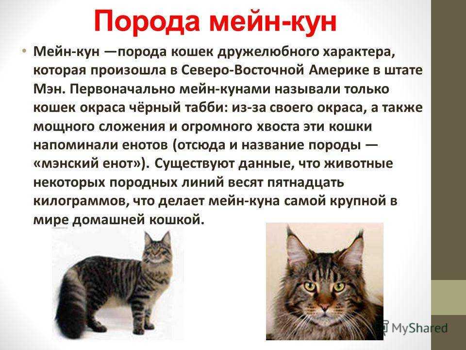 Сообщение доклад домашние животные (описание для детей)