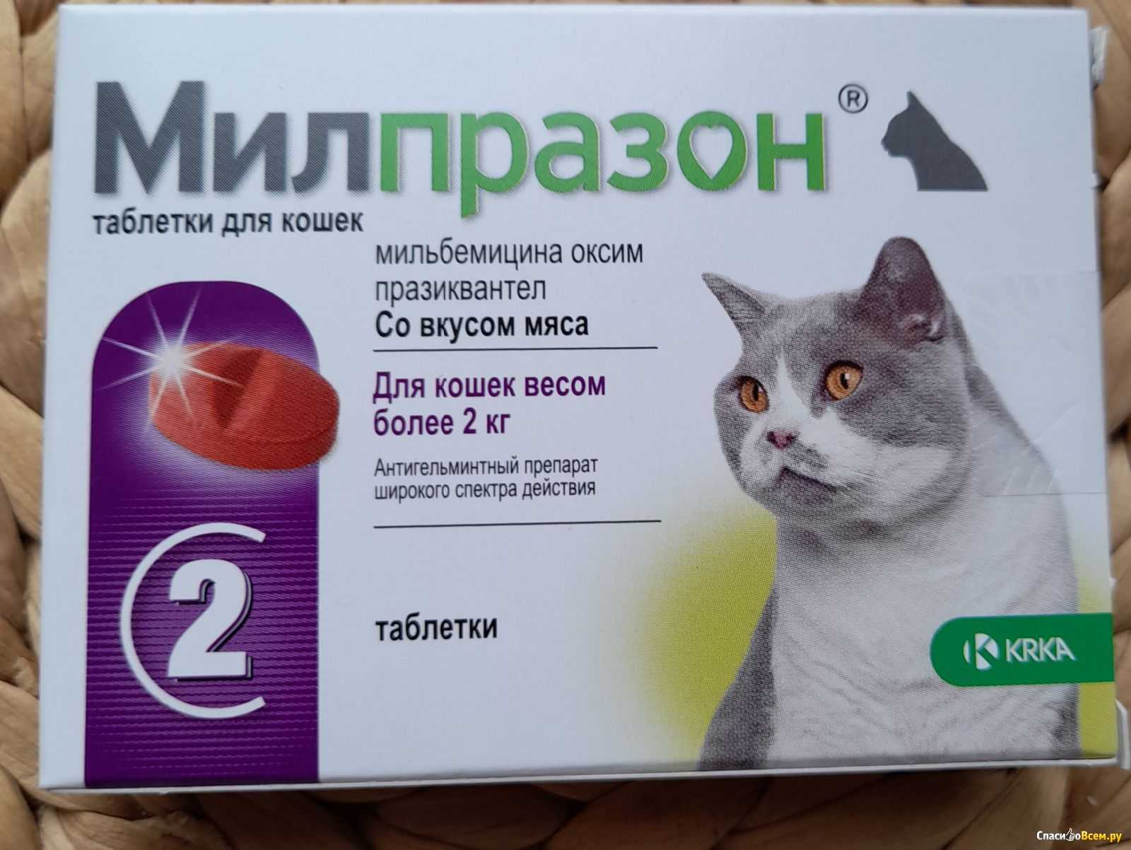 Как кошке или коту дать таблетку: эффективные и безопасные способы, таблеткодаватель, полезные фото и видео