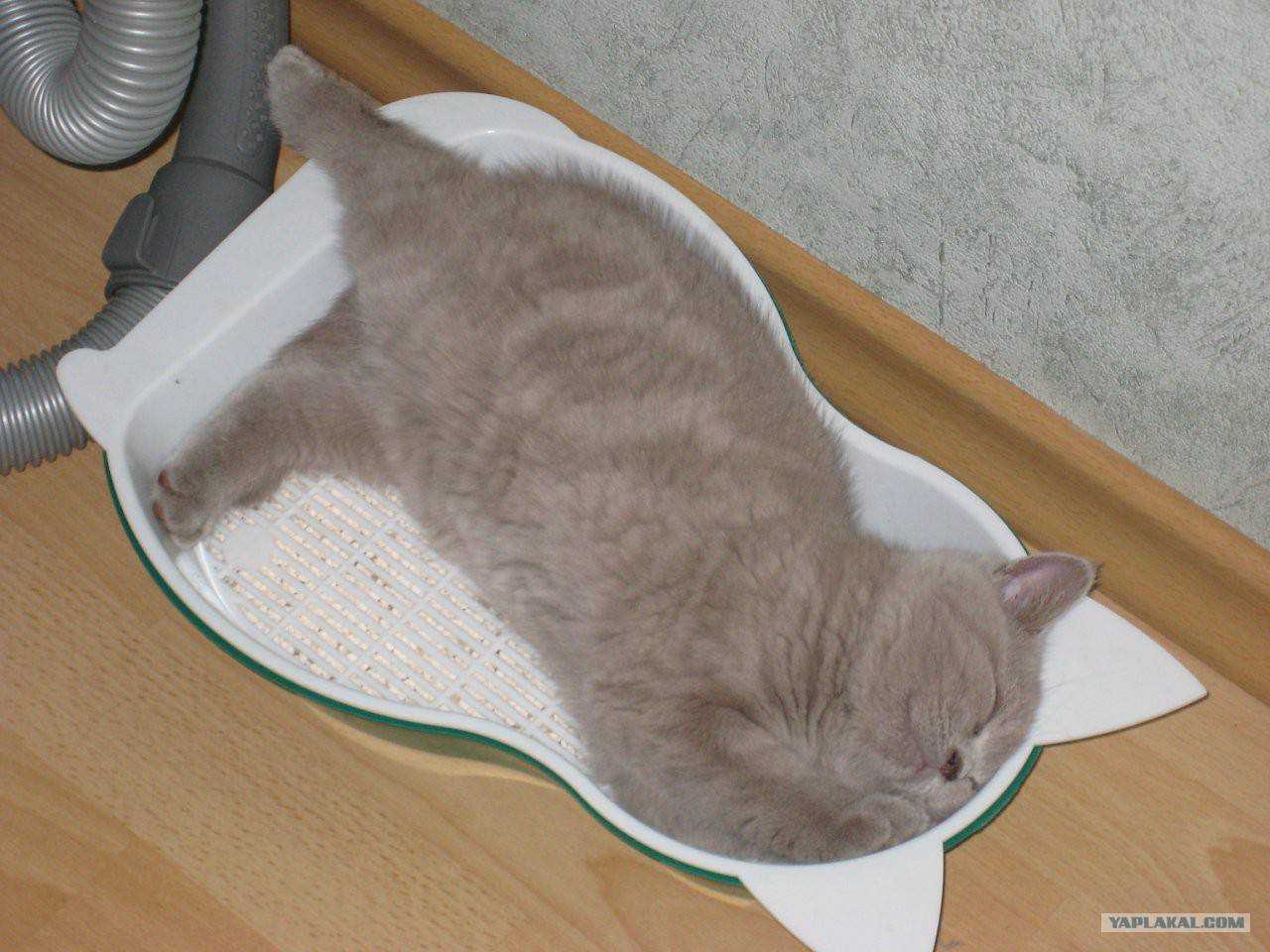 Кошка не дает спать ночью: решаем проблему кошачьей бессонницы