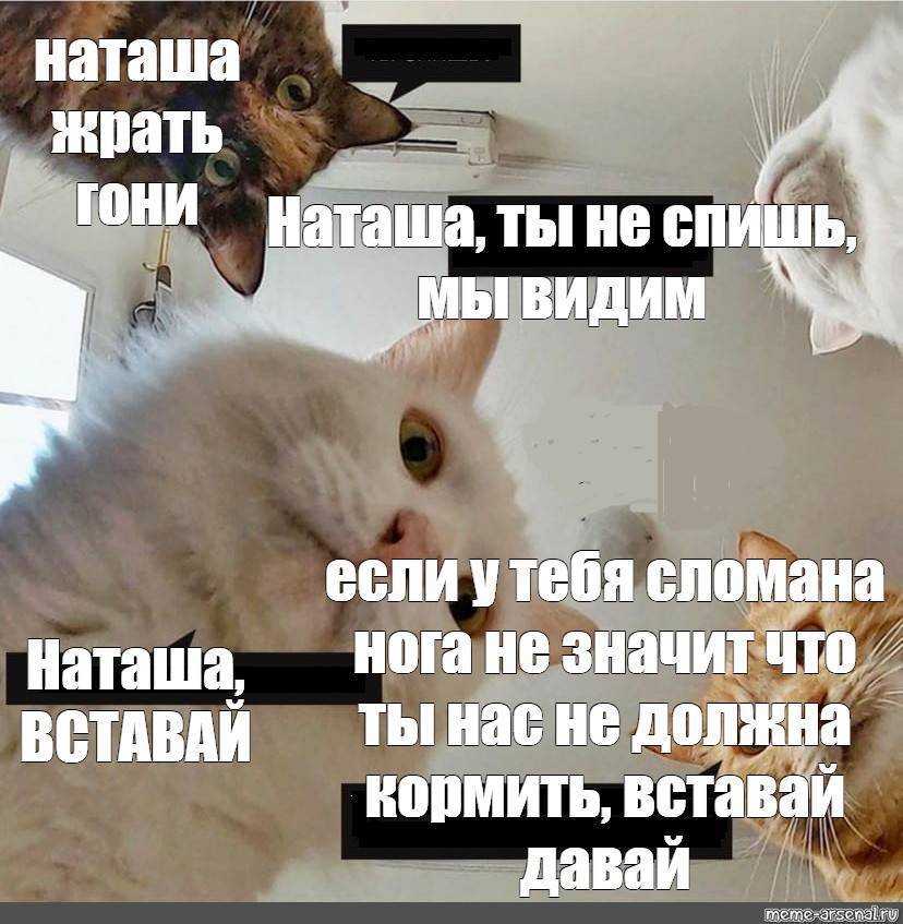 Отпугиватели котов для дома и двора: обзор готовых изделий и инструкция, как сделать самим