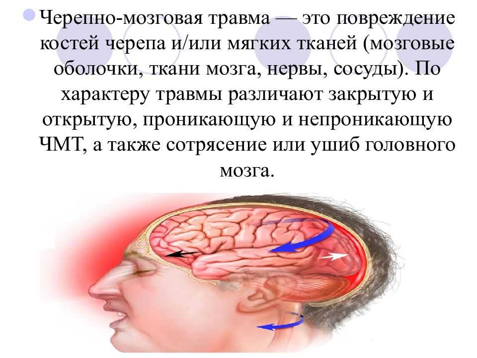 15 симптомов сотрясения мозга у кошек - что делать
