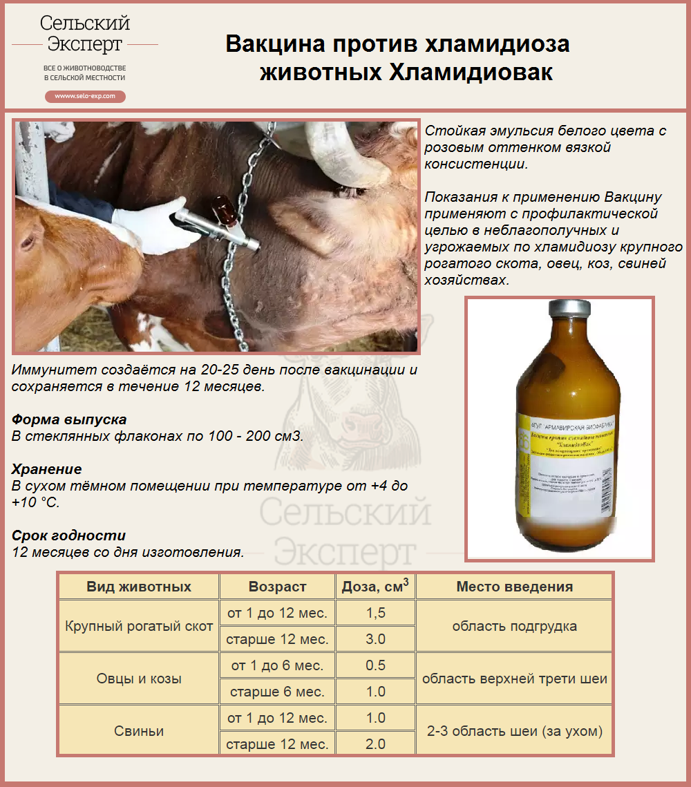 Вакцина против хламидиоза КРС, свиней?