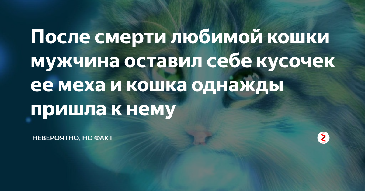 Не могу пережить смерть любимого  питомца - 4 совета психологов, консультации