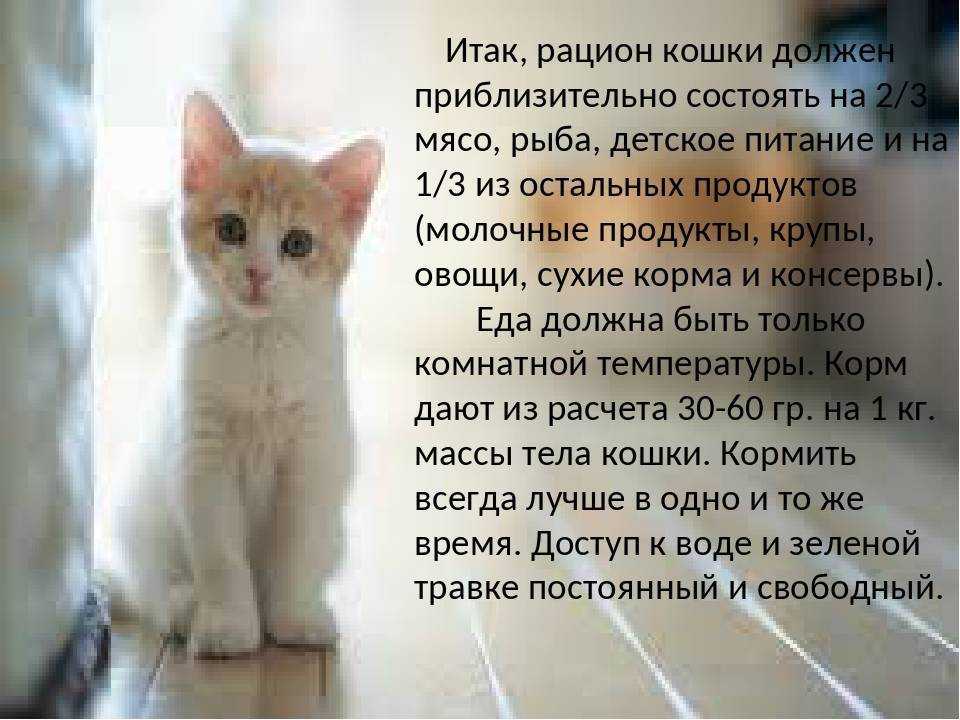 Можно кормить кота рыбой. Какую рыбу можно давать коту. Что нельзя котикам. Чем нельзя кормить кота. Какую рыбу можно котятам.