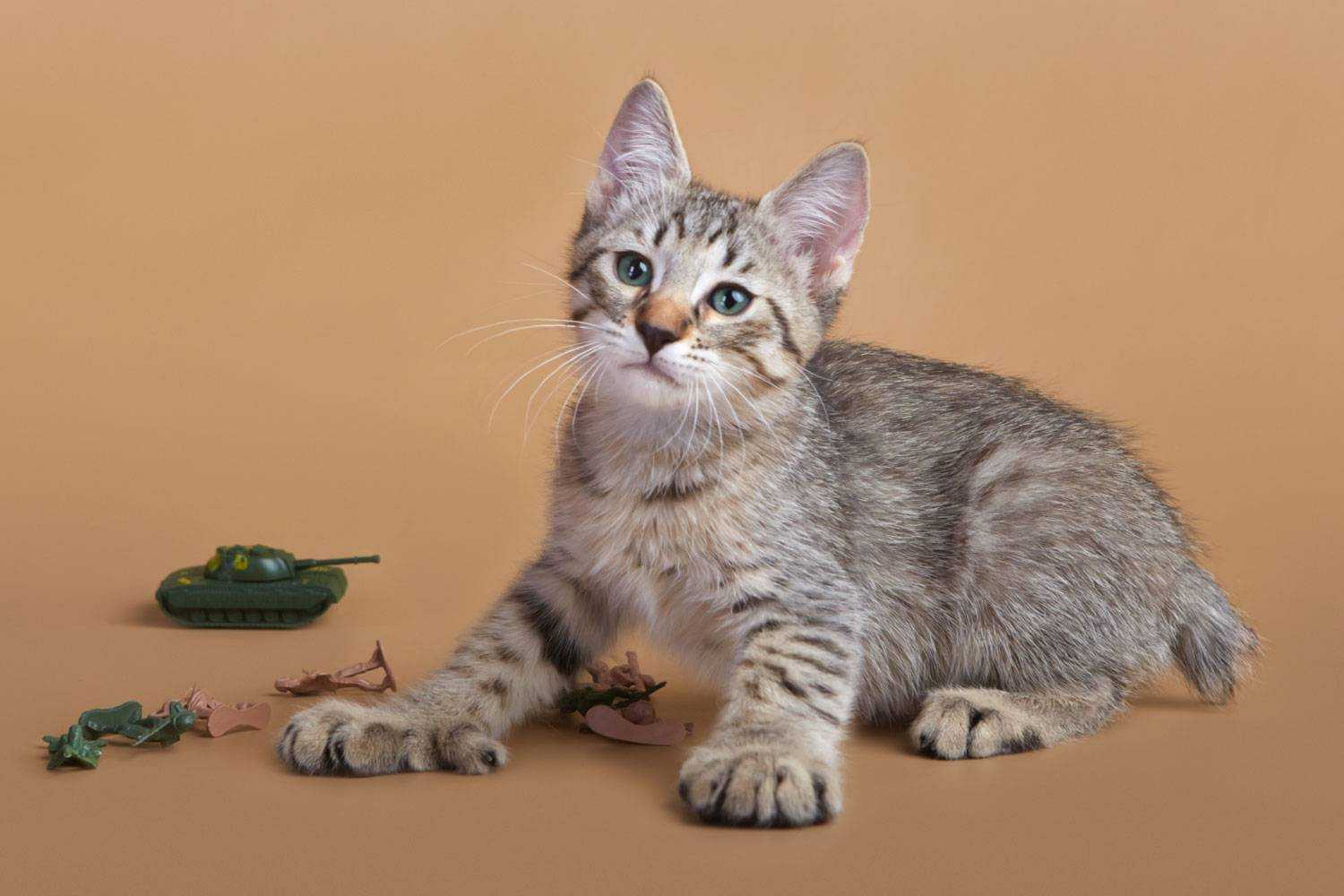 Бесхвостые породы кошек: миниатюрные рыси и яркие индивидуальности