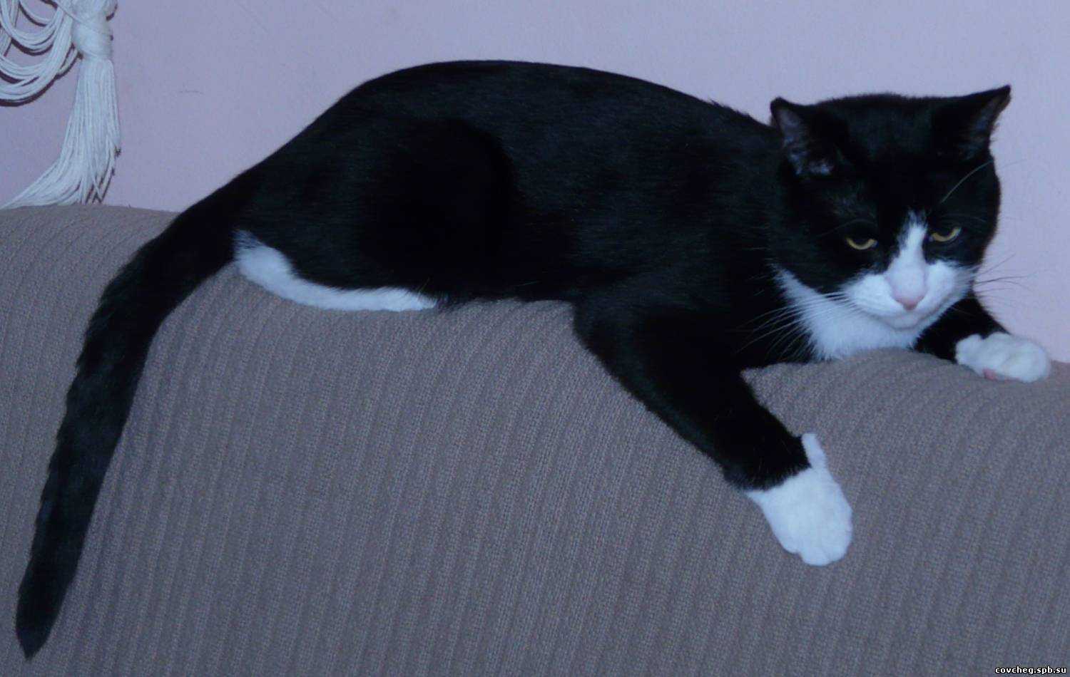 Черно белый кот гладкошерстный