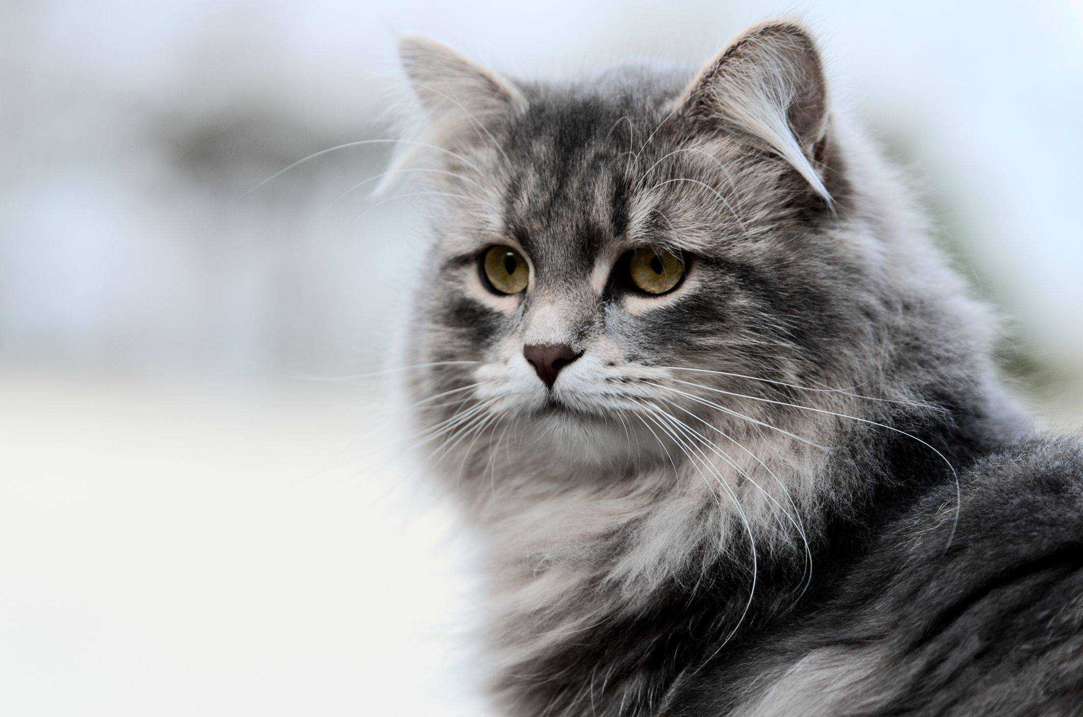 Сибирская Аборигенная порода кошек