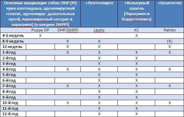 Основные прививки собакам по возрасту: таблица