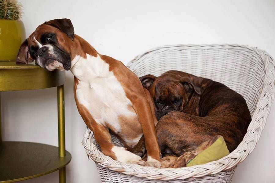 Комнатно-декоративные собаки: топ-10 самых популярных пород