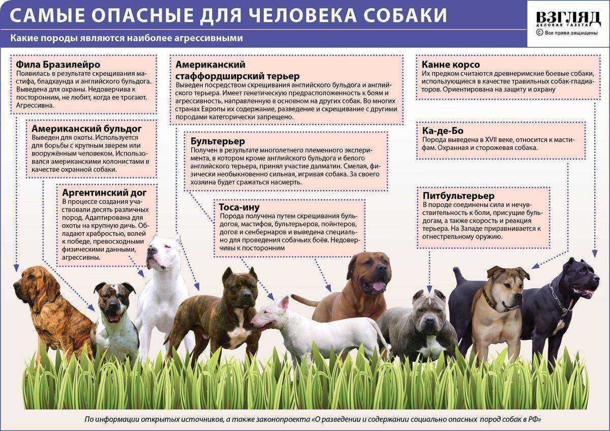 Самые умные породы собак в мире. рейтинг собак по интеллекту