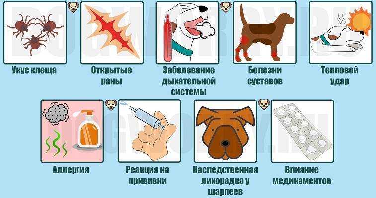 Температура у собаки - норма, как измерить, первая помощь