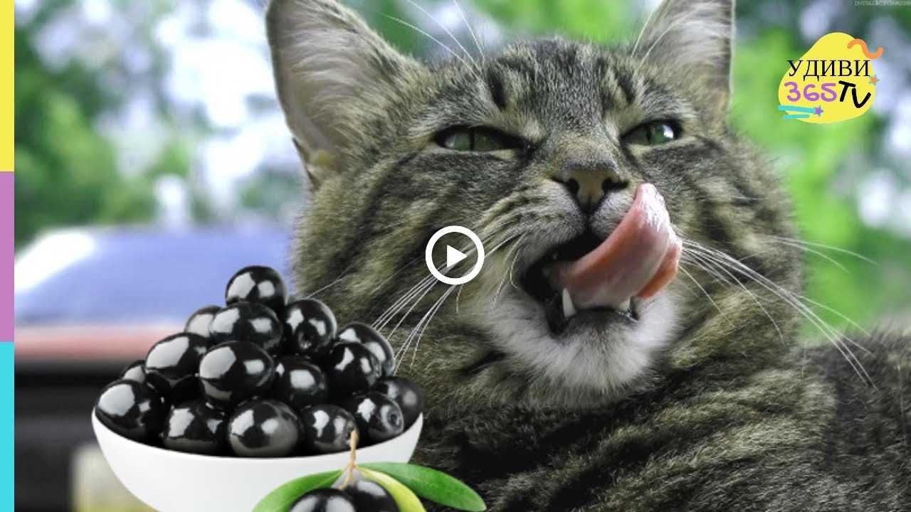 Можно коту семечки. Кот и маслины. Кошка оливка. Кот ест оливки. Коты и оливки.