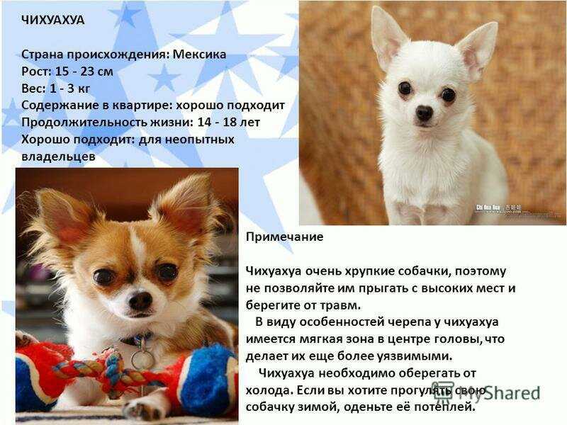 Самые красивые собаки в мире – парад достоинства, роскоши и умиления