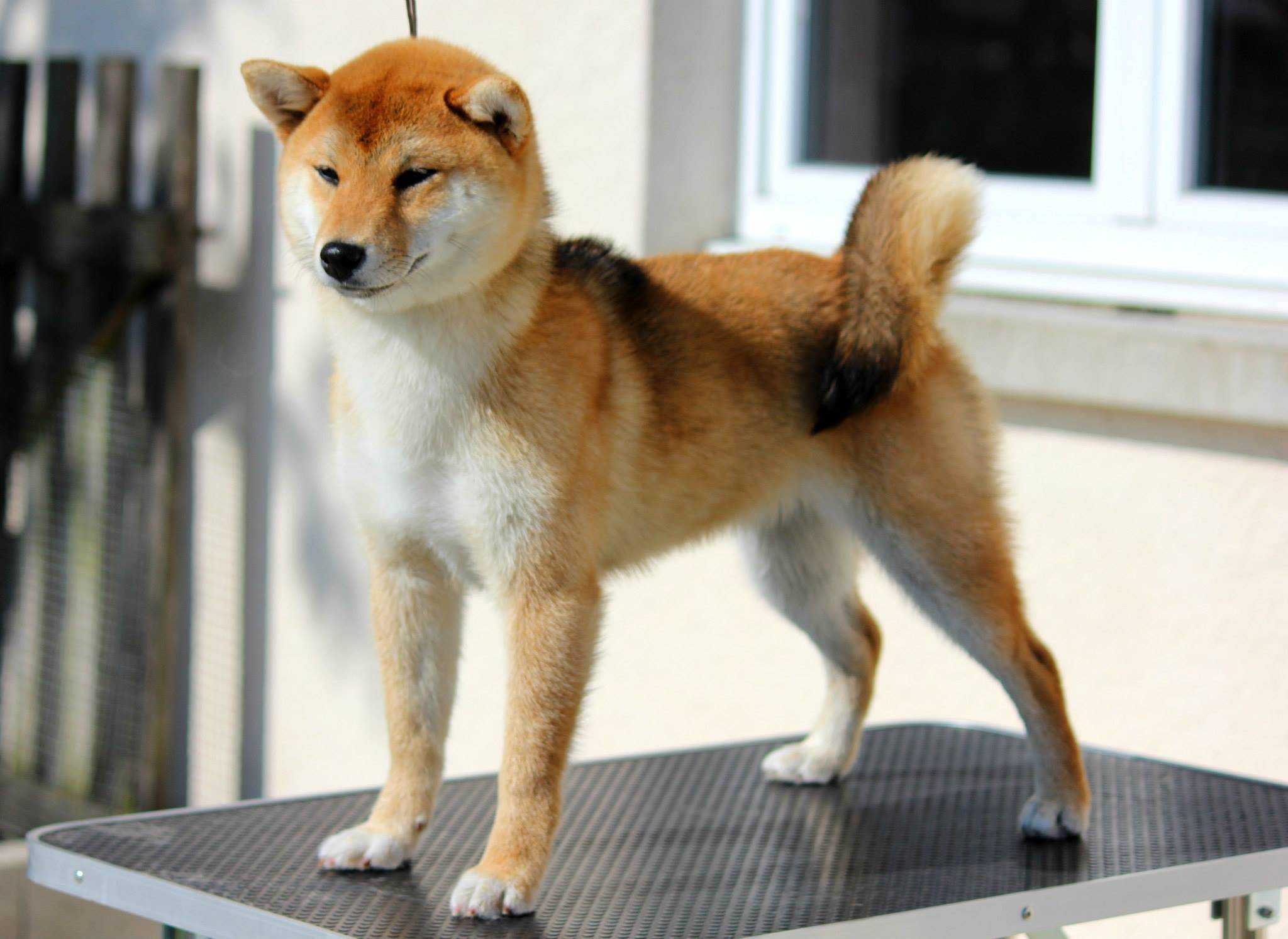 Японская порода сиба ину. Сиба ину. Японская порода собак сиба-ину. CB,E byf. Сиба Шиба ину.