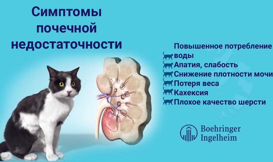 Заболевания почек у кошек
