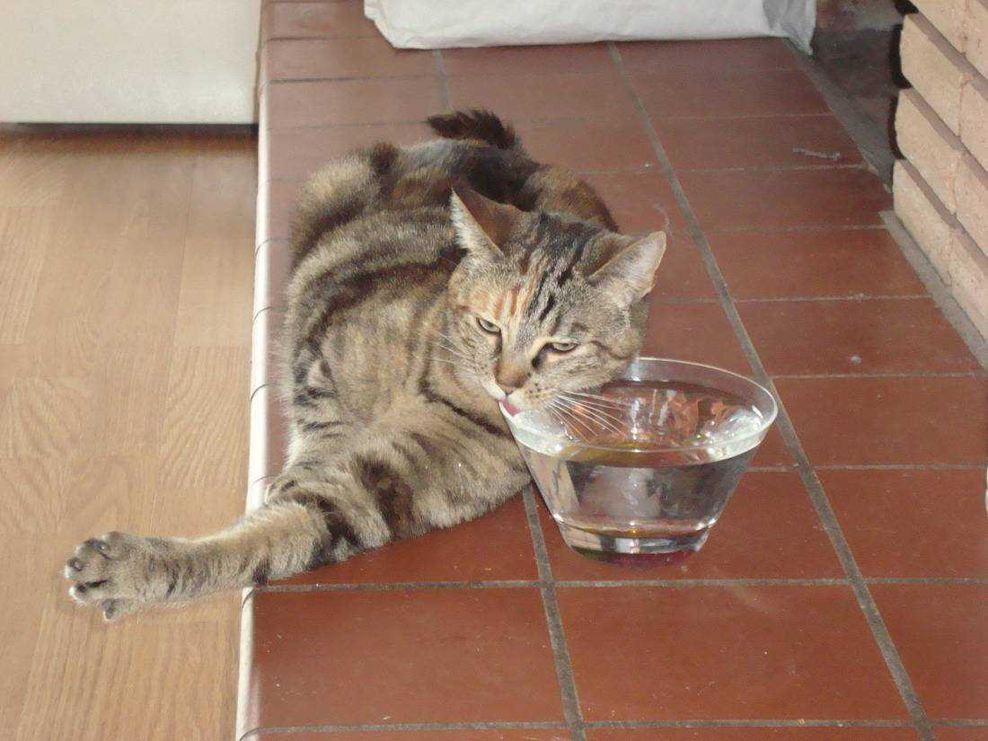 Кошка не пьет воду: факторы, которые влияют на количество потребляемой жидкости | звери дома