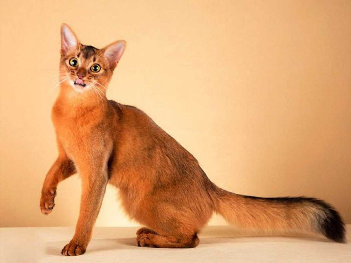Сомали порода кошек
