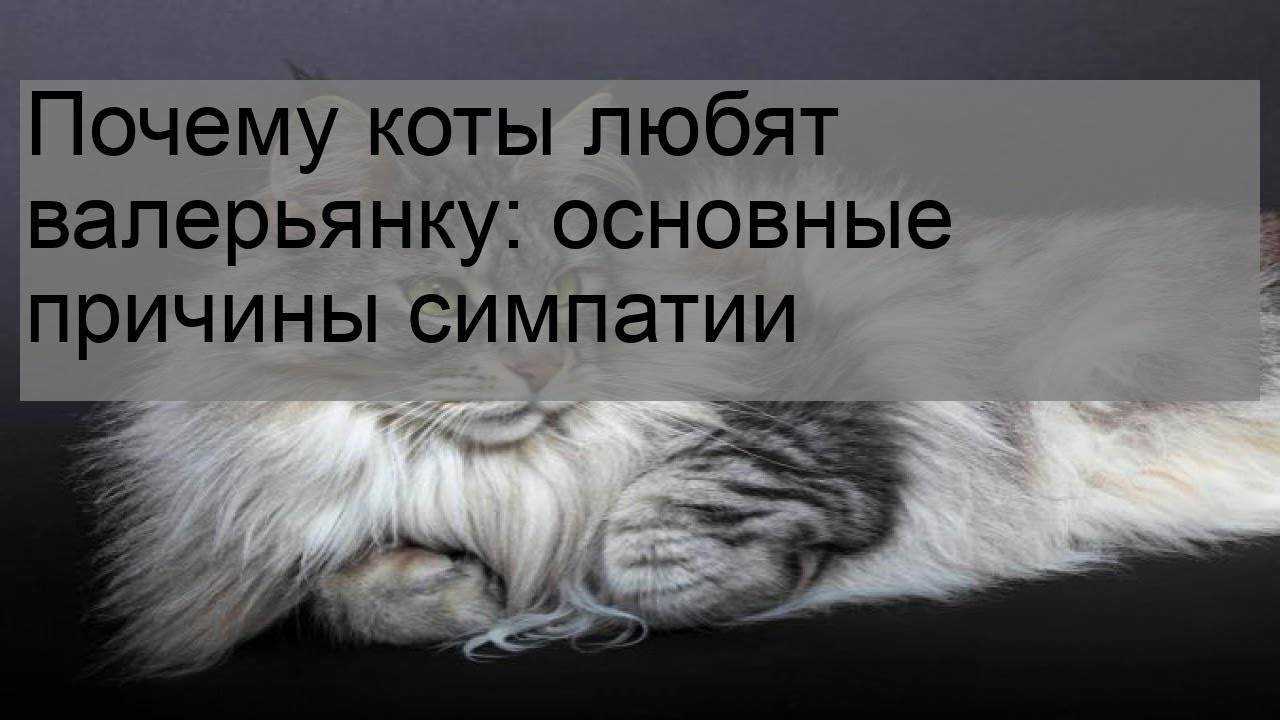 Валерьянка оказывает негативное действие на кошек, как она может влиять и действовать на поведение кота