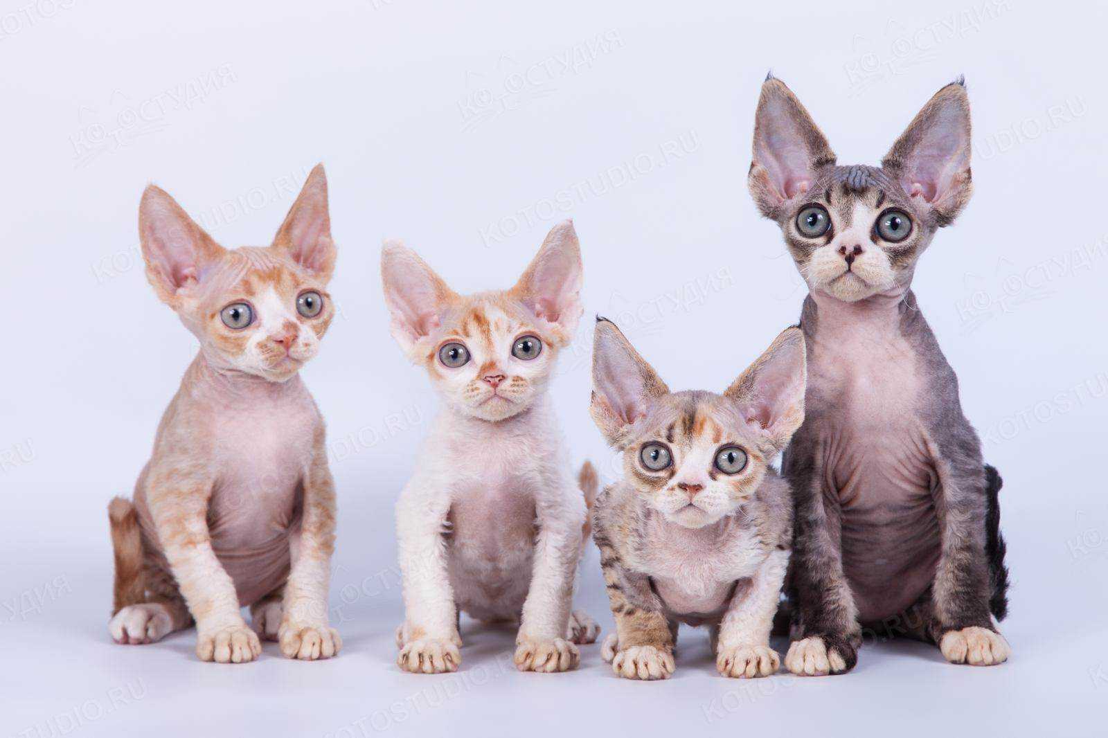 порода кошек рекс разновидности фото