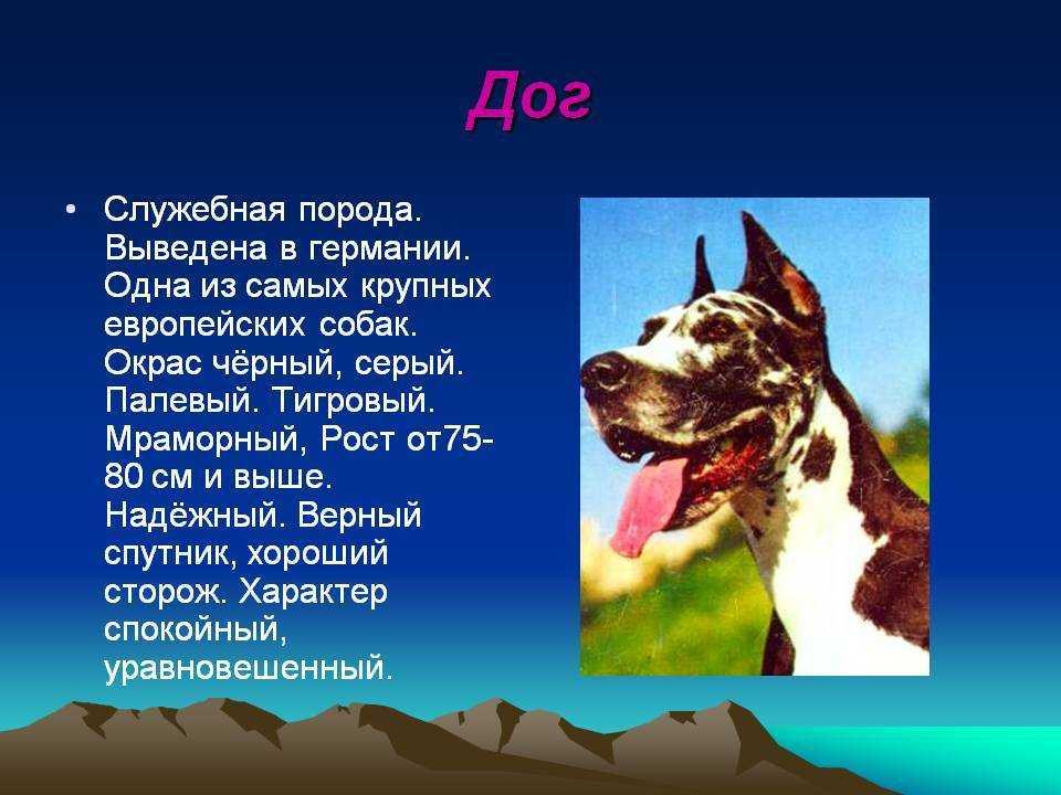 Окружающий мир про собаку. Собака для презентации. Доклад про собаку. Рассказ о породе собак. Доклад о породе собак.