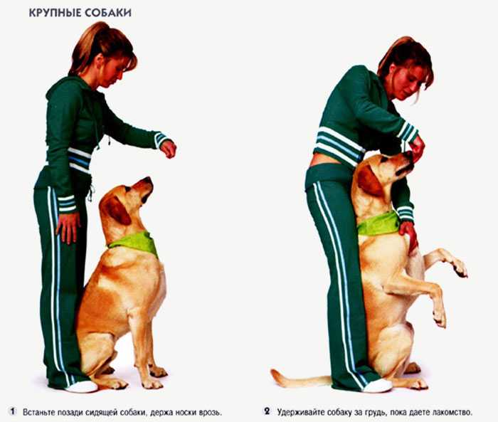 Как дрессировать щенка правильно в домашних условиях