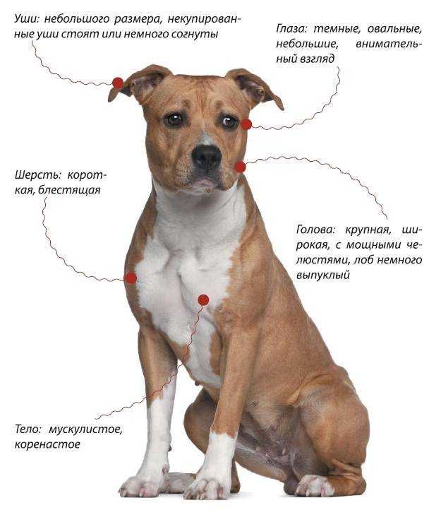 Американский стаффордширский терьер: описание породы, характер