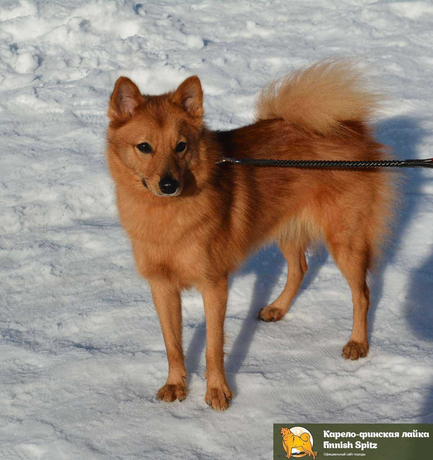 Карело-финская лайка — прирожденный охотник, верный друг и компаньон