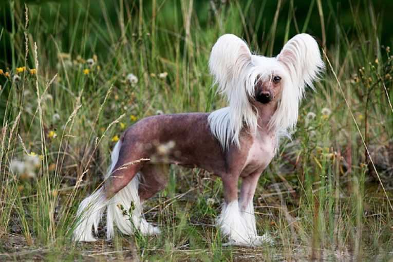 Китайская хохлатая собака: разновидности породы, описание, содержание