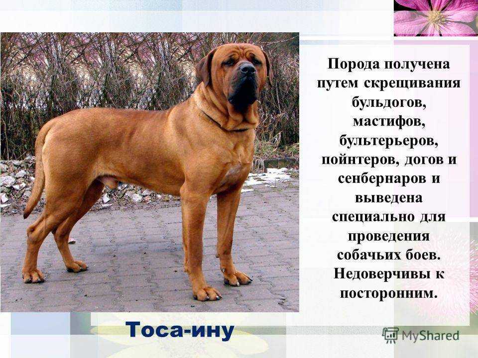 Английский мастиф (английский дог) — фото, характеристика породы собак, особенности