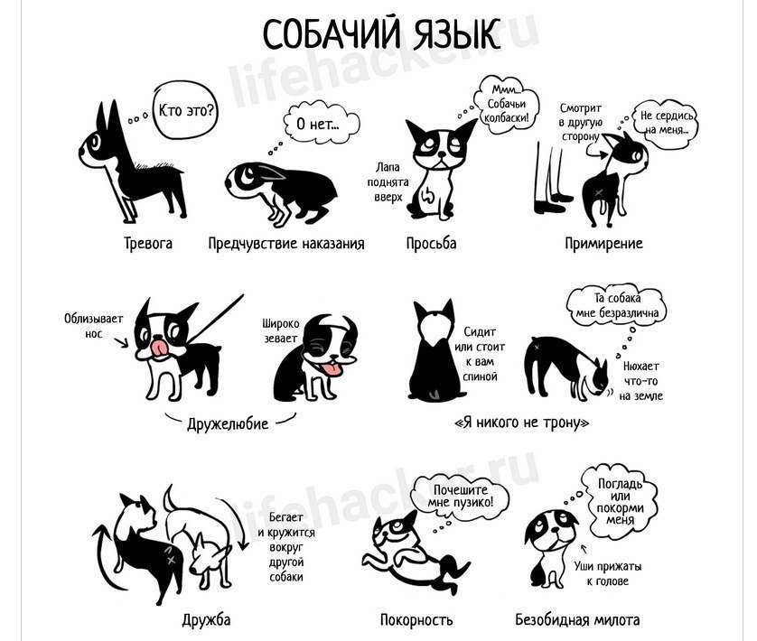 Собачий язык в картинках