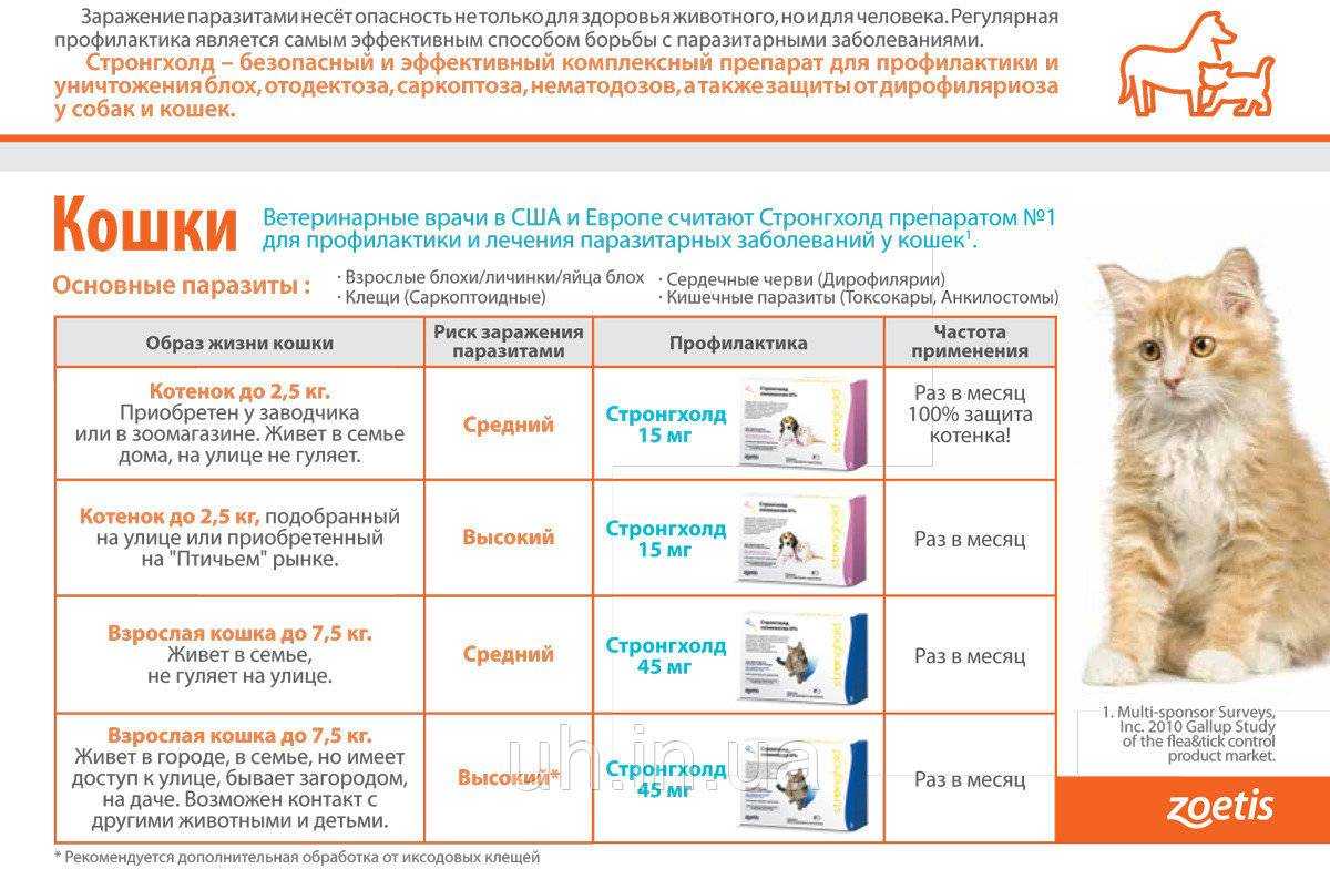 Как правильно выбрать котенка — 7 советов