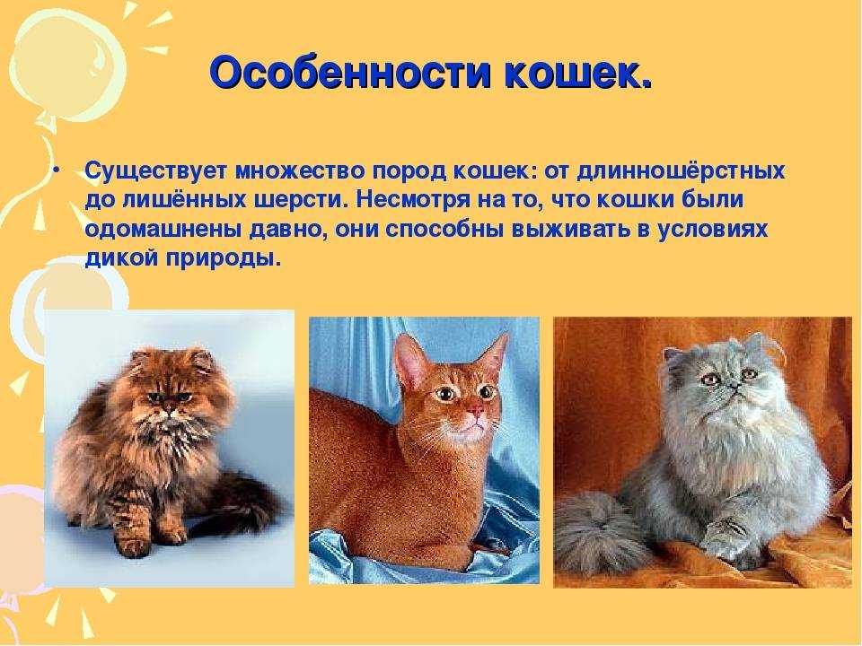 Презентация на тему коты и кошки