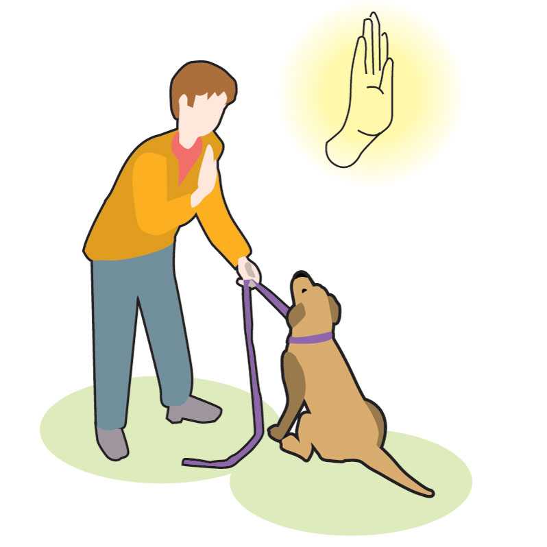 Что делать если у вас непослушная собака | звери дома