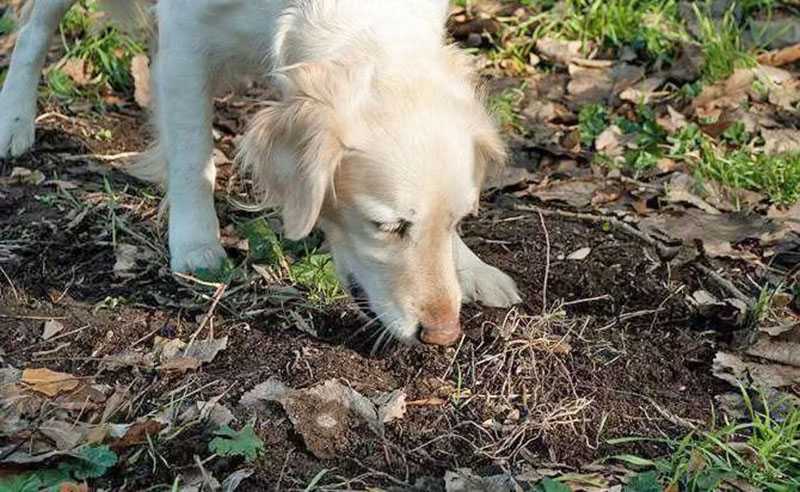 Собака ест кал: почему, чего не хватает - zoosecrets