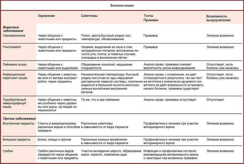 Кальцивироз у кошек схема лечения