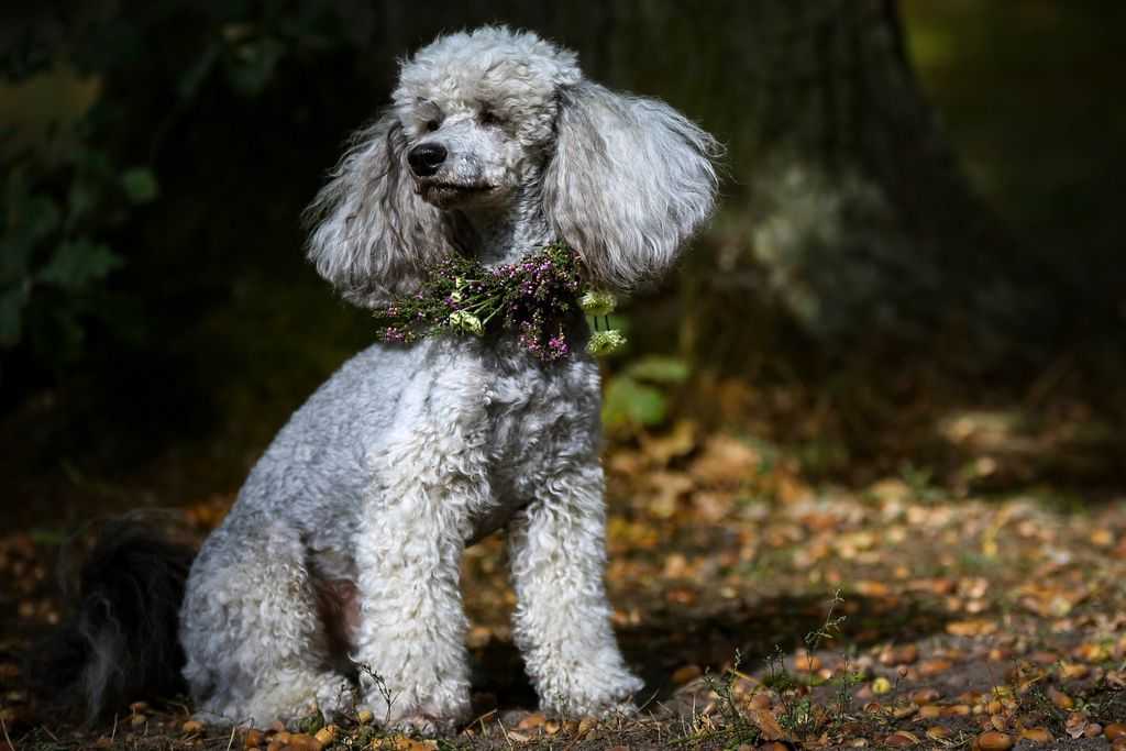 Порода собак пудель: фото, особенности, характер