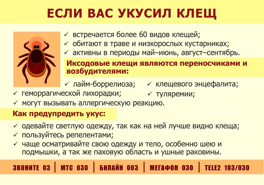 Укусы собак клещами — как уберечь питомца?