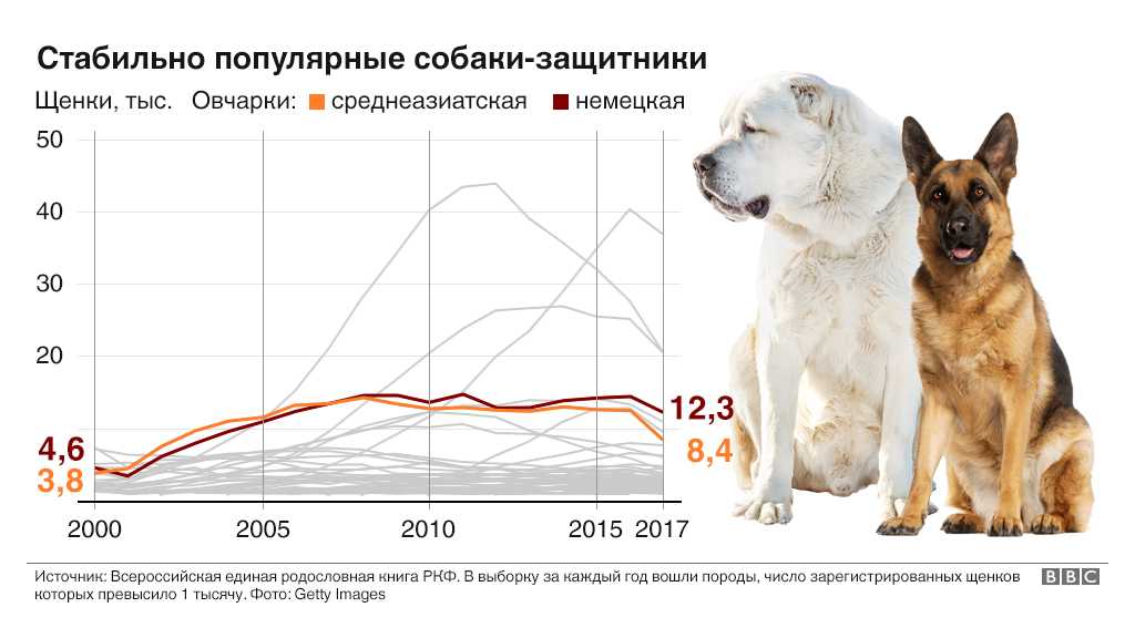 Породы собак с фотографиями и названиями — описание пород собак с фото